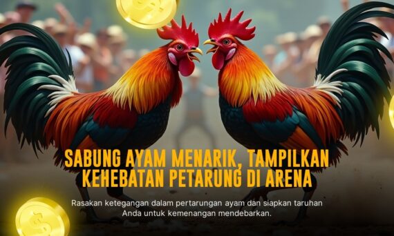 Mengenal Ayam Bangkok: Raja Sabung Ayam Modern